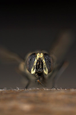 BUITEN BEELD Foto: 84780
