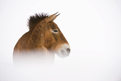 BUITEN BEELD Foto: 84890