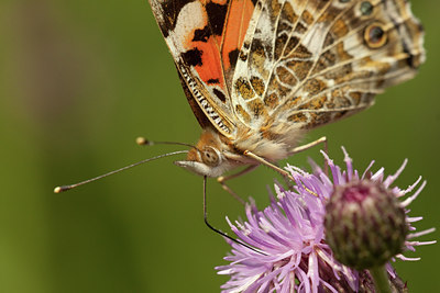 BUITEN BEELD Foto: 84959