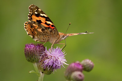 BUITEN BEELD Foto: 84962