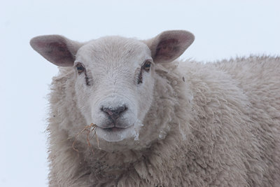 BUITEN BEELD Foto: 84969