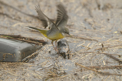 BUITEN BEELD Foto: 85010