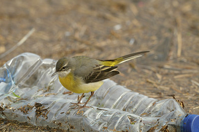 BUITEN BEELD Foto: 85011