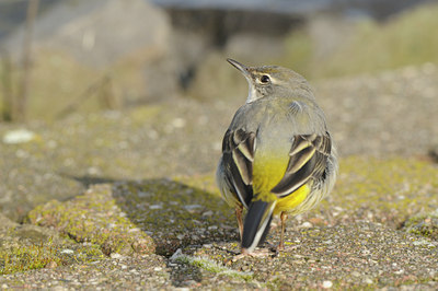 BUITEN BEELD Foto: 85015