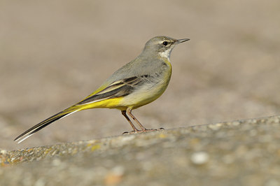 BUITEN BEELD Foto: 85022