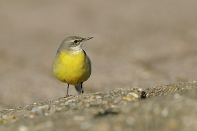 BUITEN BEELD Foto: 85023