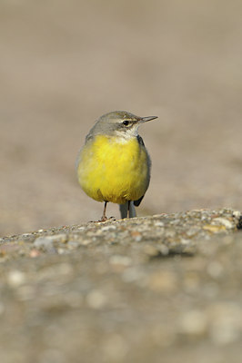 BUITEN BEELD Foto: 85024