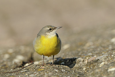 BUITEN BEELD Foto: 85025