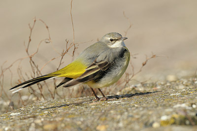 BUITEN BEELD Foto: 85026