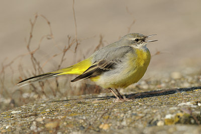 BUITEN BEELD Foto: 85027