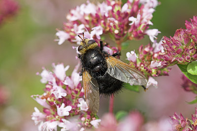 BUITEN BEELD Foto: 85076