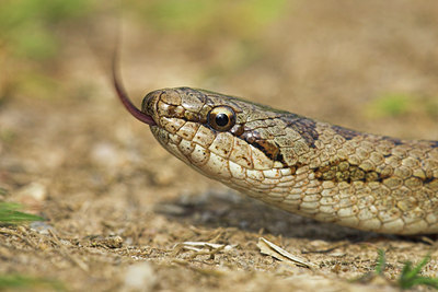 BUITEN BEELD Foto: 85077