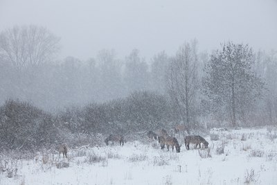 BUITEN BEELD Foto: 85086