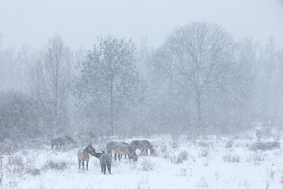 BUITEN BEELD Foto: 85087