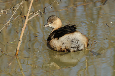 BUITEN BEELD Foto: 85099