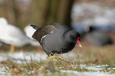 BUITEN BEELD Foto: 85106