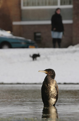 BUITEN BEELD Foto: 85111