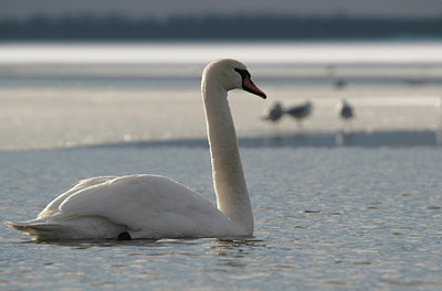 BUITEN BEELD Foto: 85115