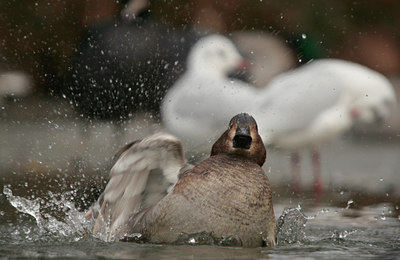 BUITEN BEELD Foto: 85123