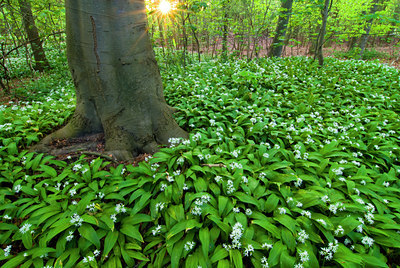 BUITEN BEELD Foto: 85139