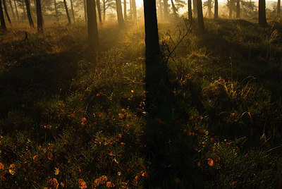BUITEN BEELD Foto: 85147