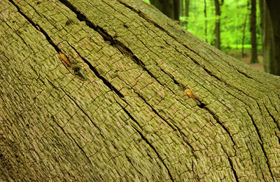 BUITEN BEELD Foto: 85162