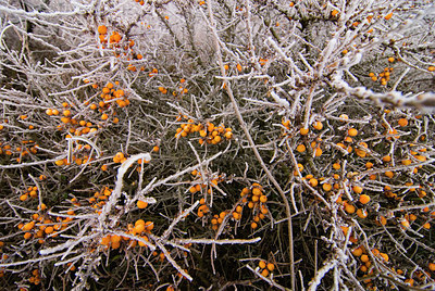 BUITEN BEELD Foto: 85166