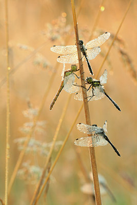 BUITEN BEELD Foto: 85184