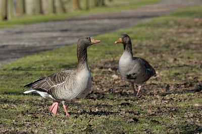 BUITEN BEELD Foto: 85190