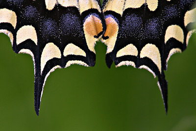 BUITEN BEELD Foto: 85206