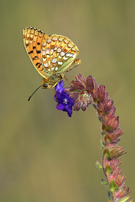 BUITEN BEELD Foto: 85210