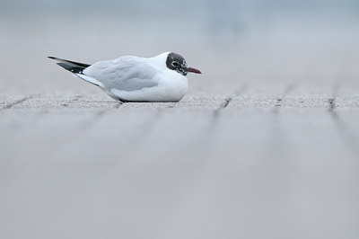 BUITEN BEELD Foto: 85230