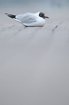 BUITEN BEELD Foto: 85231