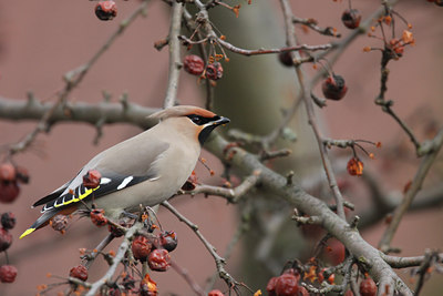 BUITEN BEELD Foto: 85237