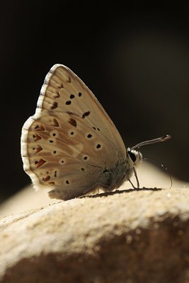 BUITEN BEELD Foto: 85242