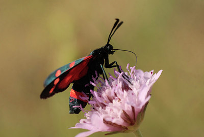BUITEN BEELD Foto: 85245
