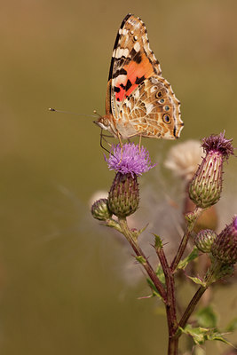 BUITEN BEELD Foto: 85262