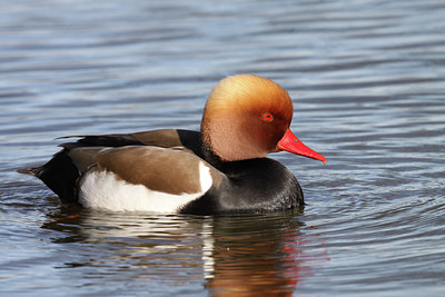 BUITEN BEELD Foto: 85278