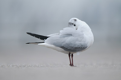 BUITEN BEELD Foto: 85281
