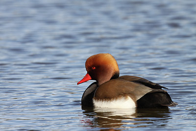 BUITEN BEELD Foto: 85288