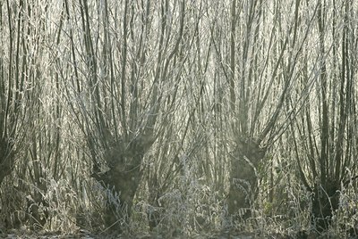 BUITEN BEELD Foto: 85359