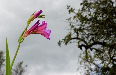 BUITEN BEELD Foto: 85387