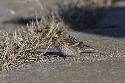 BUITEN BEELD Foto: 85414