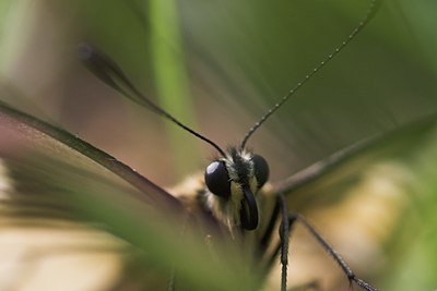 BUITEN BEELD Foto: 85419