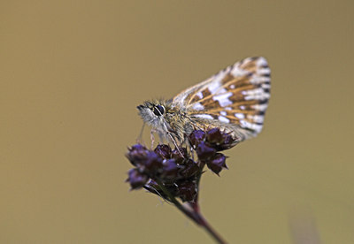 BUITEN BEELD Foto: 85421