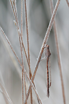 BUITEN BEELD Foto: 85449