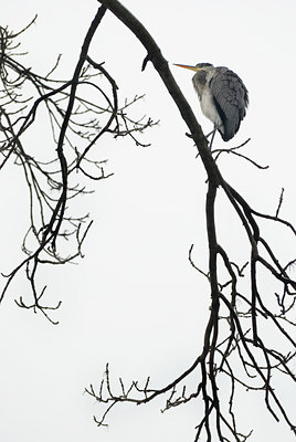 BUITEN BEELD Foto: 85454