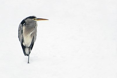 BUITEN BEELD Foto: 85460