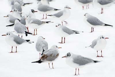 BUITEN BEELD Foto: 85461