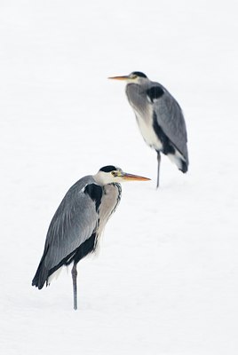 BUITEN BEELD Foto: 85462